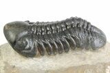 Detailed Reedops Trilobite - Atchana, Morocco #383414-1